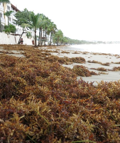 Cabarete Beach - Seaweed