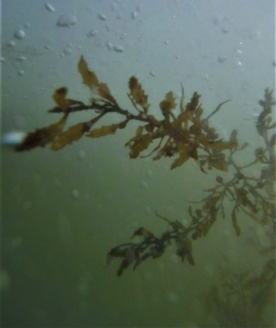 Cabarete - Seaweed